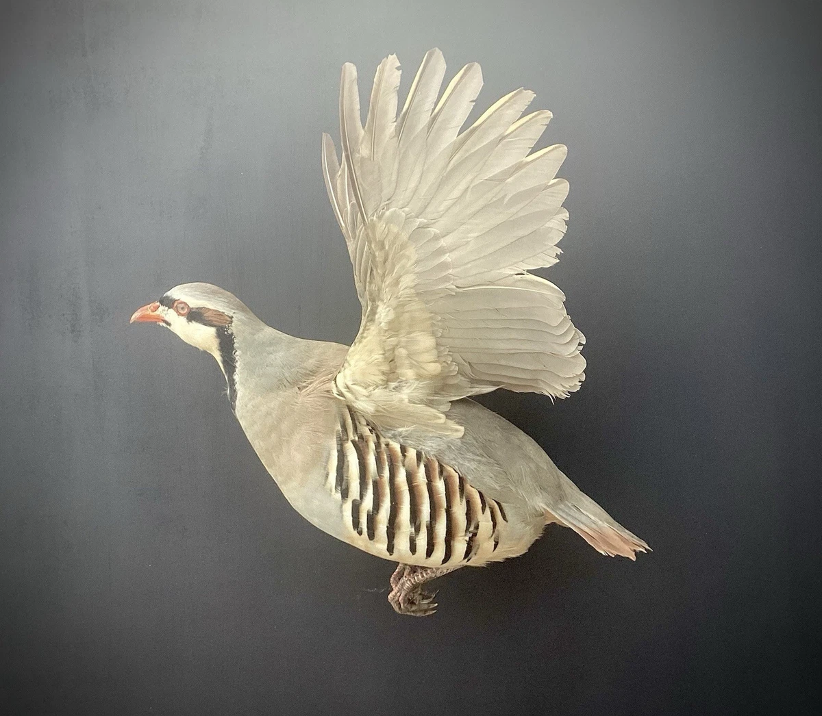 鸟标本| eBay