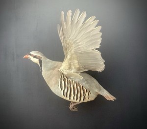 Chukar Partridge Taxidermy Bird Mount For Sale - wall mount Quail Pheasant