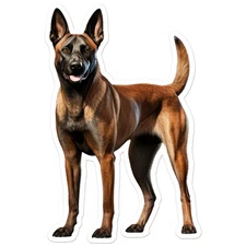 Belgian Malinois - Vinyl Decal Sticker - Car Window Laptop - ebn12157