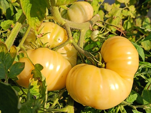 WHITE WONDER 5+ Tomatensamen - Früchte mit bis zu einem Kilo - Bio & samenfest