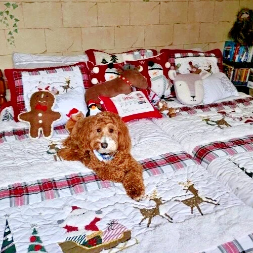 Pottery Barn Pan de Jengibre Navidad Disney Vacaciones Almohada Regalo Cumpleaños Niño/ Foto 4 de 4