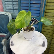 Monstera Deliciosa Aurea Variegated Live Exact Plant