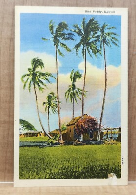 Rice Paddy Postcard Honolulu, Territory of Hawaii Rice Fields Grass Hut Coconut