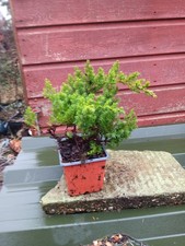 Juniper  procumbens Nana in 9cm pot bonsai subject
