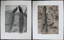 PAON 2 Planches Originales Mathurin MEHEUT "Etudes d'Animaux" 1911 #1