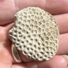 Round Fossilized Coral Specimen Natural Stone Fossil Coral Display Collectible