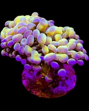 Live Coral Euphyllia Hammer Gold 1 Head
