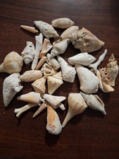 Assorted Natural Sea Shells Lot - Thetwentydollarstore