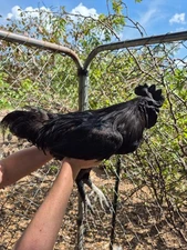 Ayam Cemani HATCHING EGGS - 6