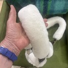 Leather And Brass Shipping Halter Real Sheepskin Fuzzies/ Bevals Sheepskin — photo 4