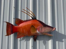 28" Hogfish (Hog Snapper) Two Sided Fish Mount Replica - Quick Production