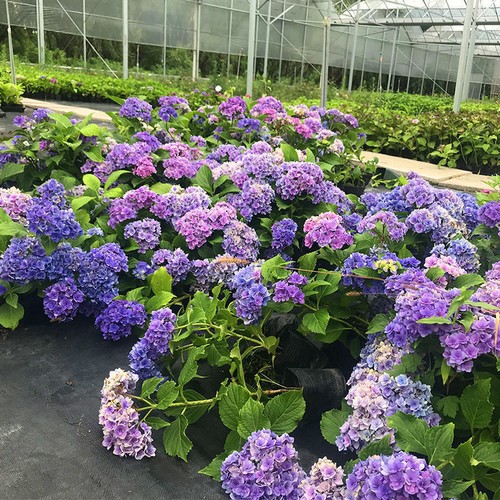 20Pcs EXOTIC RARE HYDRANGEA SEEDS for garden flower beds plant bush seeds - Picture 18 of 43