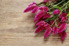 6x Celosia Pampas plume Cockscomb Flamingo pink Plug Plants