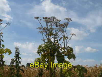 Foto 6x4 Hogweed am Rande des Weizenfeldes in Wises Lane Sittingbou c2008