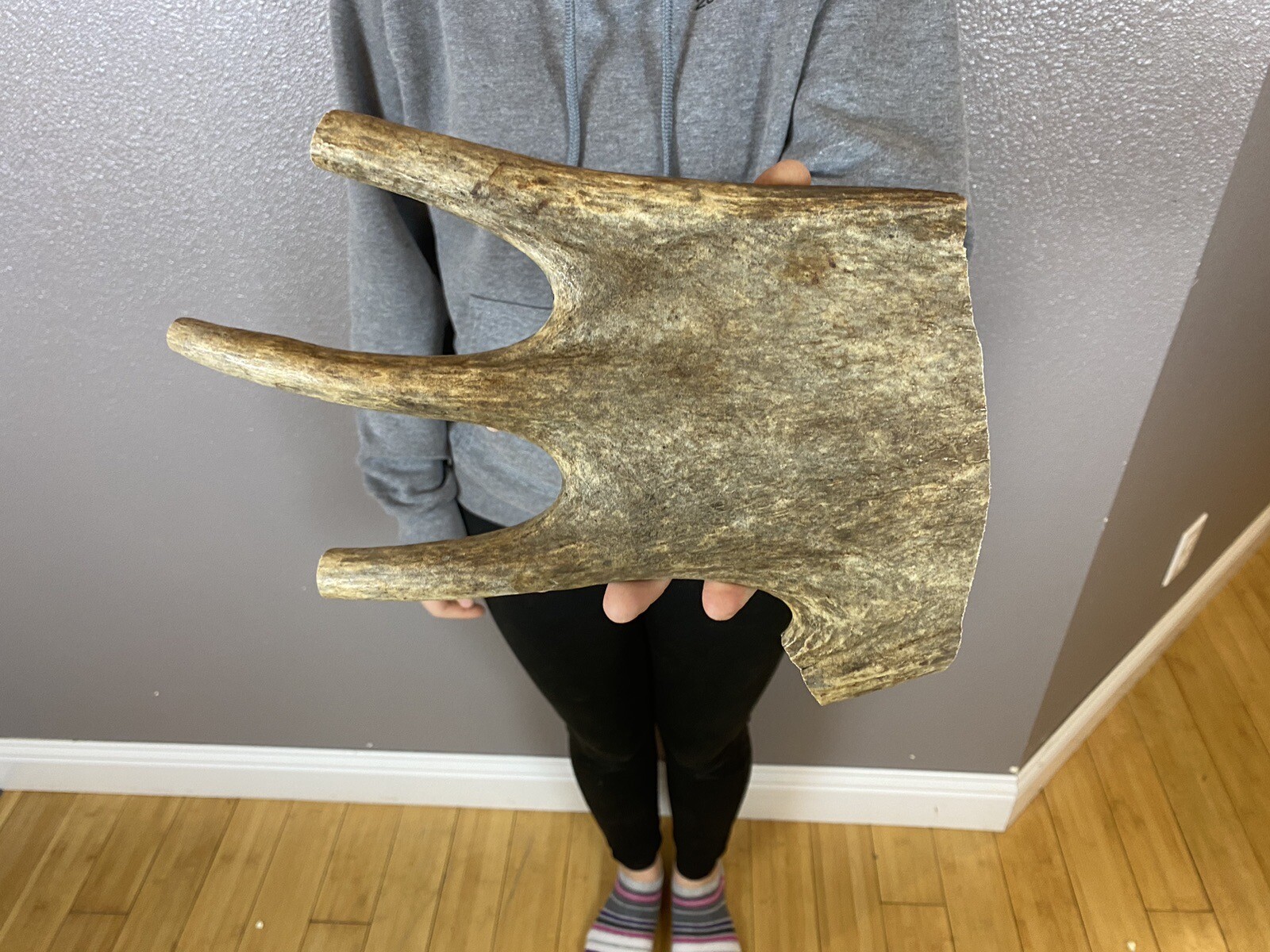 1 Huge JUMBO Whole MOOSE ANTLER Dog Chew SALE SOFT MARROW. BIG 11” eBay