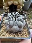 Copiapoa cinerea. Own Roots, 4.5 cm, 6 Cm Pot, Not Aztekium, Ariocarpus