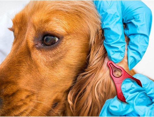 Zeckenentferner Werkzeug 3er Pack, geeignet für Haustiere, Tiere und Menschen, tragbar Ou... - Bild 2 von 6