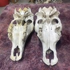 1-19” 1-18” long Real Cow Skull Mother Nature Cleaned western art decor crafts — photo 7