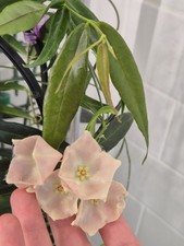Rare Hoya Paradisea sp.NS11-159, huge white hairy flowers, narrow thin leaves