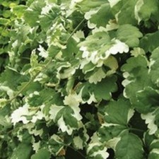 6 Trailing Variegated Nepeta Glechoma  hederace Hanging Basket Patio Plug Plants