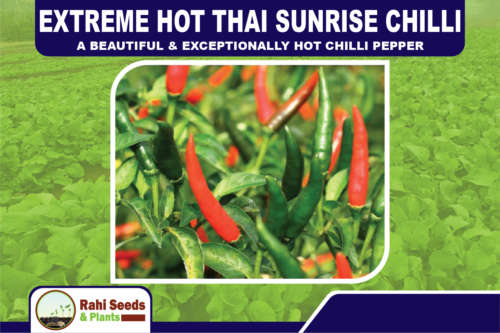 Extreme Hot Thai Sunrise Chilli - A Beautiful & Exceptionally Hot Chilli Pepper - Picture 1 of 5