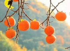 20Pcs Persimmon Seeds Plants Fruit Trees Diospyros Cargillia Garden Nature Fresh