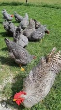 uova feconde fertili Amrock
