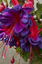 Fuchsia Giant Trailing Voodoo Garden Plug Plants Pack x6 