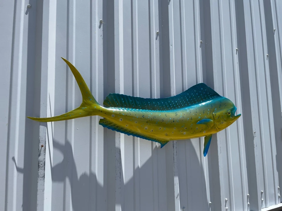 Réplica de peixe 42" Bull Dolphin Half Mount (Mahi/Dorado) - Produção rápida - Imagem 4 de 4