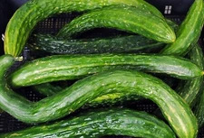 20 Suyo Long Cucumber Seeds  / heirloom & organic - FREE S/H
