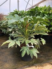 Fatsia Spiders Web Evergreen Shrub 2-3ft Extra Large 7.5L Pot By Direct Plants