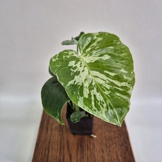 Monstera Vietciosa