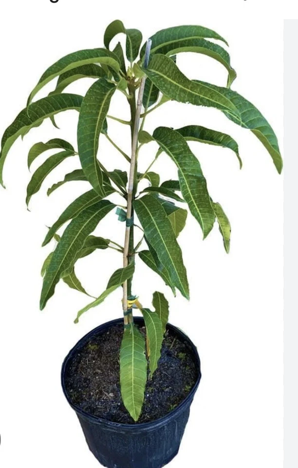 Mango Palmer Tree - Image 4 of 4