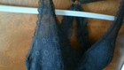 SEXY WIRELESS BLACK LACE! PINK Victoria's Secret M PushUp Bralette Lite Pad EUC — photo 7