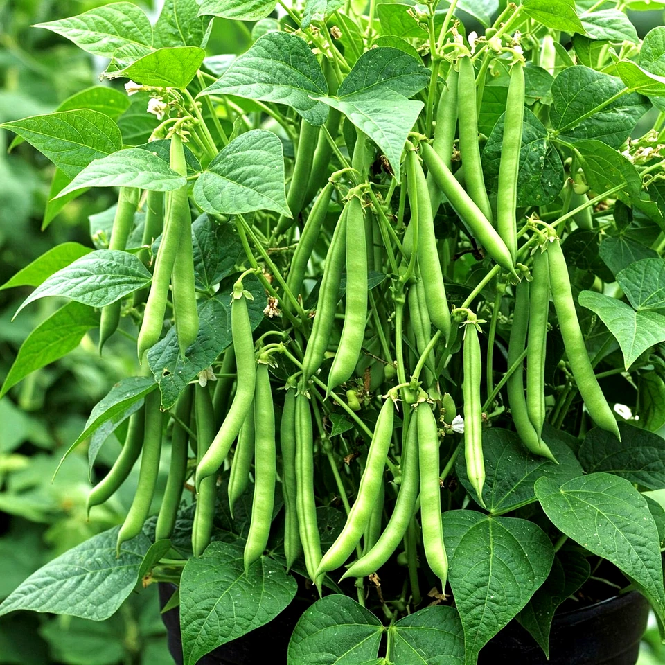 75+ BLUE LAKE POLE BEAN SEEDS 🫘 STRINGLESS SNAP | HEIRLOOM NON-GMO | FREE SHIP - Image 2 of 4