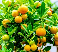 Calamondin Orange Tree with Oranges! - Calamansi - Grow Inside - Christmas Gift