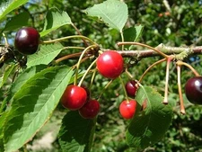 Prunus avium FRUITING CHERRY TREE Seeds!