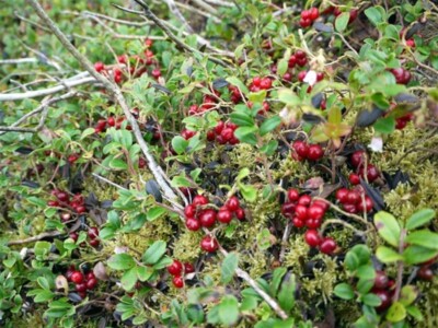 Foto 6x4 Bärenbeere (Arctostaphylos uva-ursi) oder Preiselbeere (Vaccinium viti c2009