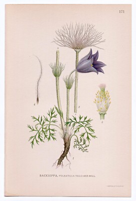1926 Lindman Botanical Flower Print, Pasque Flower, Pasqueflower