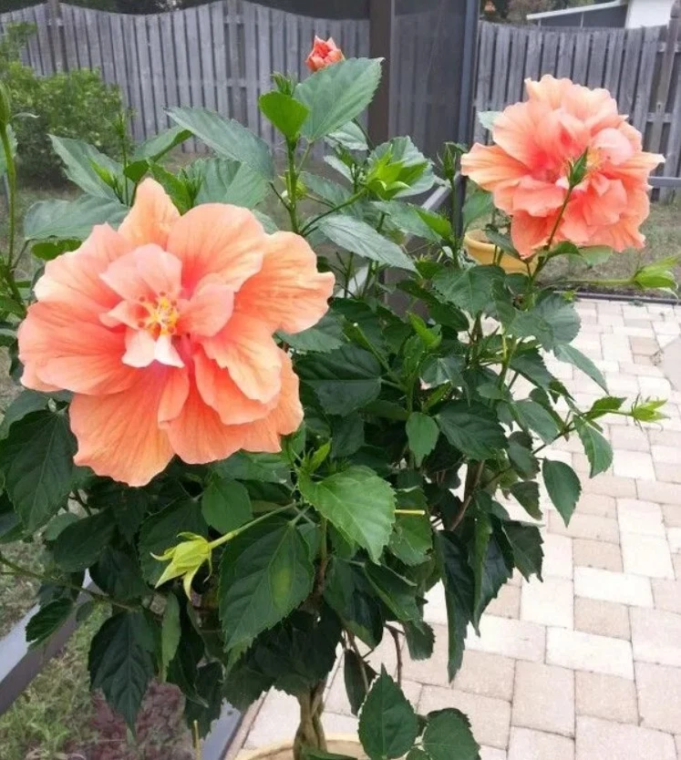 Hibiscus Double Golden Peach Live Plant - 18-24" Tall - No Pot - Large Flower - Image 2 of 4