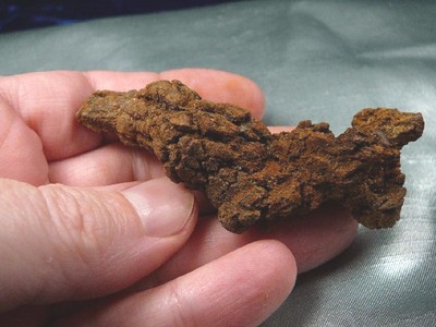 PP472-14) Genuine Fossil TURTLE POOP Coprolite Oregon DUNG - WEIRD GIFT doo skat | eBay