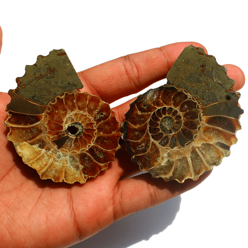 2 Pcs Natural Ammonite Fossil Pair 67mm-69.8mm Untreated Loose Gemstones~ 142.3g - Picture 2 of 17