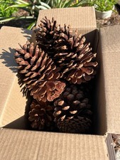 20  Large Pine Cones  4" - 6 ""- Debugged - S. Carolina Glossy Finish