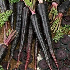 500+ Exotic Black Nebula Carrot Seeds to Grow - Daucus carota - Colorful Edib...