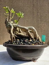 Old Tecoma Stans Bonsai Tree,,, sale 