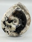 Polished Goniatite Ammonite Fossil from Morocco