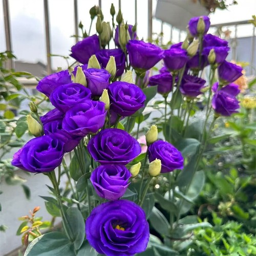 Semillas de flores Eustoma Platycodon Grandiflorum semillas de flores vivas patio exterior - Imagen 13 de 26