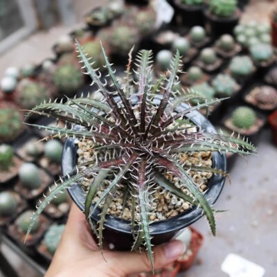 10CM Succulent Cactus Plant Pitcairnioideae Encholirium Horridum L.B.Smith Rare