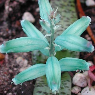 ¡Increíble raro "Jacinto Turquesa"! Bombillas Lachenalia viridiflora en peligro de extinción