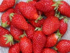 40 graines FRAISES GARIGUETTE 2025 Bio